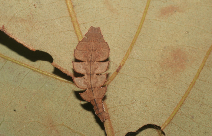 Figura 14. Larva <i>Tachyphyle</i></i> undilineataDHJ01 (Geometridae), vista dorsal, localidad Puente Palma, Sector San Cristóbal ACG (460m). Voucher: 14-SRNP-4323-DHJ487629.jpg.
