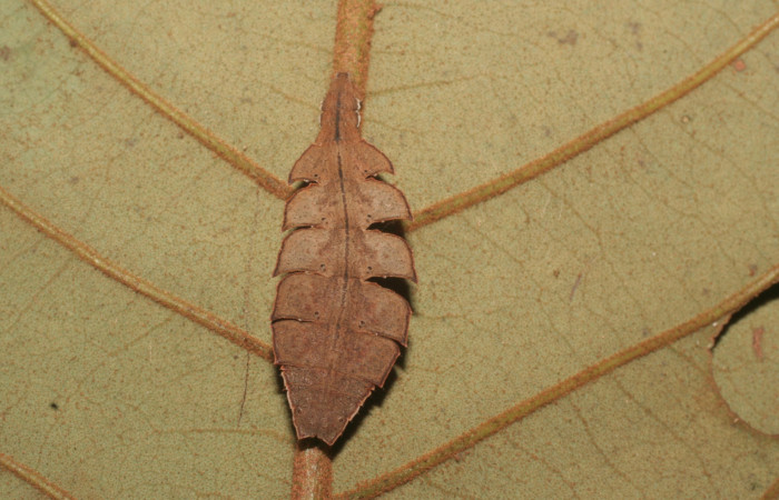 Figura 15. Larva <i>Tachyphyle</i></i> undilineataDHJ01 (Geometridae), vista dorsal, localidad Puente Palma, Sector San Cristóbal ACG (460m). Voucher: 14-SRNP-4323-DHJ487632.jpg.