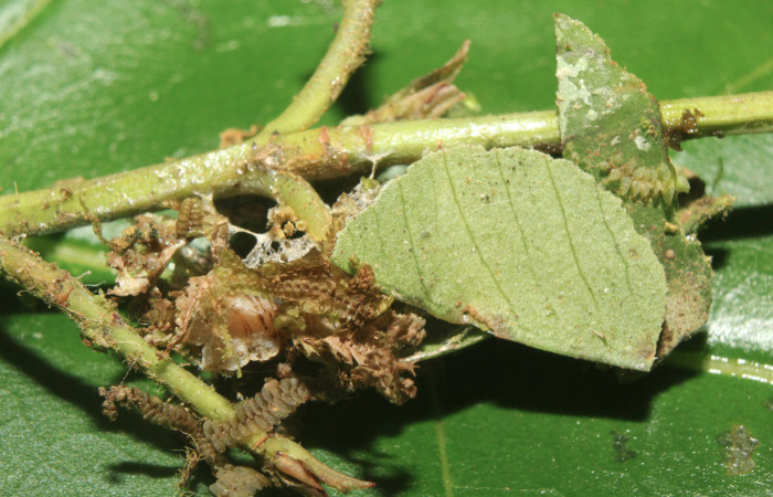Figura 6. Capullo de <i>Tachyphyle hamata</i></i> (Geometridae), vista lateral, localidad Sendero Manguera Estación Biológica Quica, Sector Pitilla ACG (470m). Voucher: 17-SRNP-72095-DHJ738614.jpg.