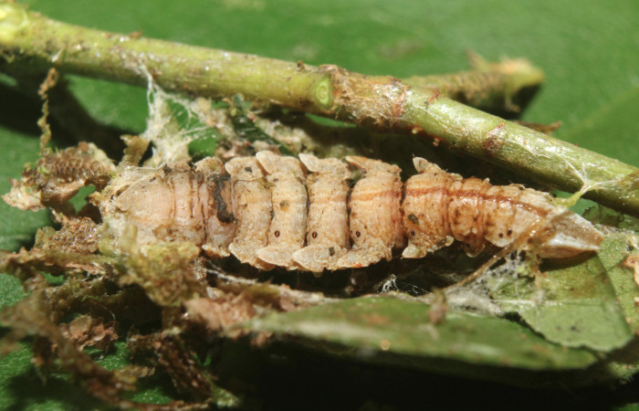 Figura 7. Prepupa de <i>Tachyphyle hamata</i></i> (Geometridae), vista dorsal, localidad Sendero Manguera Estación Biológica Quica, Sector Pitilla ACG (470m). Voucher: 17-SRNP-72095-DHJ738616.jpg.