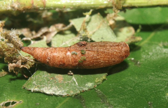 Figura 8. Pupa de <i>Tachyphyle hamata</i></i> (Geometridae), vista dorsal, localidad Sendero Manguera Estación Biológica Quica, Sector Pitilla ACG (470m). Voucher: 17-SRNP-72095-DHJ738620.jpg.
