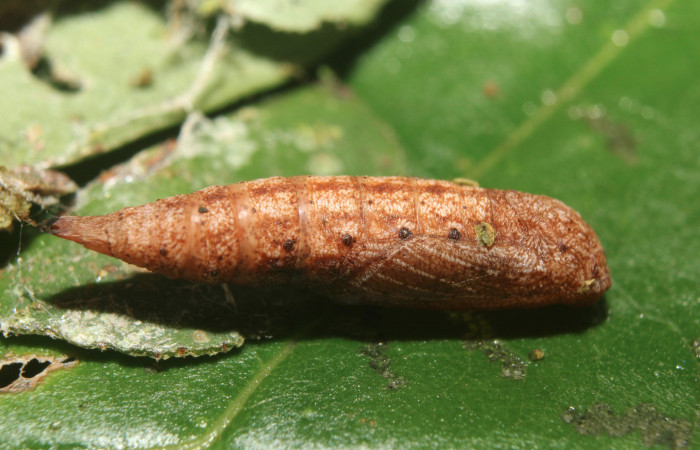 Figura 9. Pupa de <i>Tachyphyle hamata</i></i> (Geometridae), vista lateral, localidad Sendero Manguera Estación Biológica Quica, Sector Pitilla ACG (470m). Voucher: 17-SRNP-72095-DHJ738622.jpg.