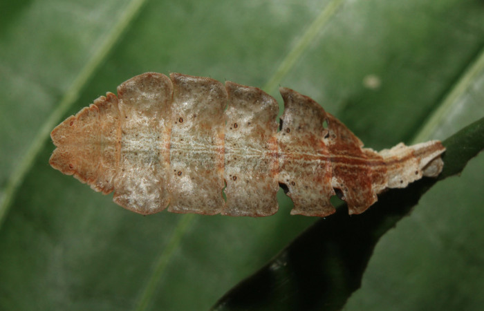 Figura 4. Larva <i>Tachyphyle hamata</i></i> (Geometridae), último estadío (U) vista dorsal, localidad Estación Biológica Quica, Sector Pitilla ACG (470m). Voucher: 18-SRNP-70535-DHJ741876.jpg.