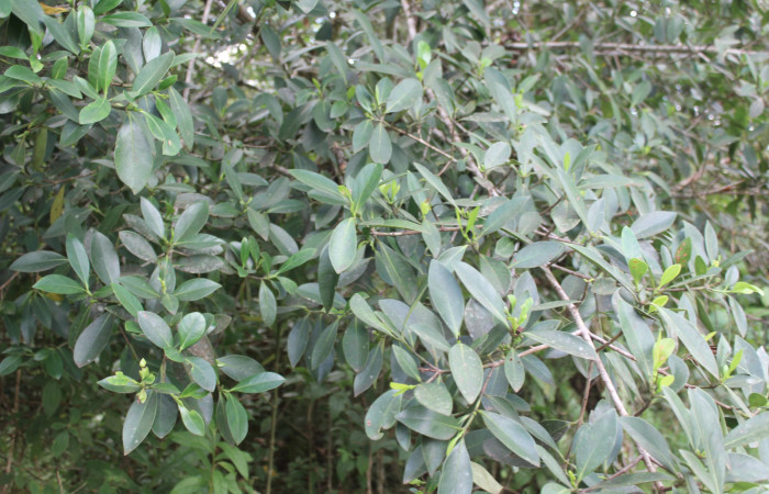 Figura 22. Planta hospedera de <i>Tachyphyle hamata</i></i> (Geometridae), planta llamada <i>Clusia cylindrica</i></i> (Clusiaceae), localidad Estación Biológica Quica, Sector Pitilla ACG (470m), foto: Ricardo Calero 24 Agosto 2019.