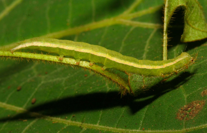 Fig.10. Larva de <i>Anticarsia gemmatalis</i></i> en posición lateral. Voucher : 12-SRNP-30409-DHJ485237.jpg
