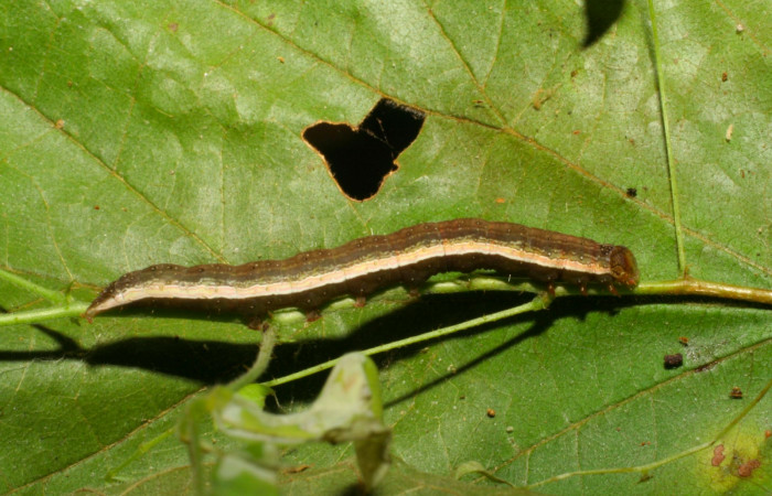 Fig.11. Larva de <i>Anticarsia gemmatalis</i></i> en posición lateral. Voucher : 05-SRNP-59299-DHJ408618.jpg