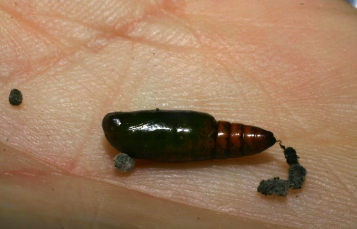 Fig.12. Pupa de <i>Anticarsia gemmatalis</i></i>. Voucher :  09-SRNP-12061-DHJ450576.jpg