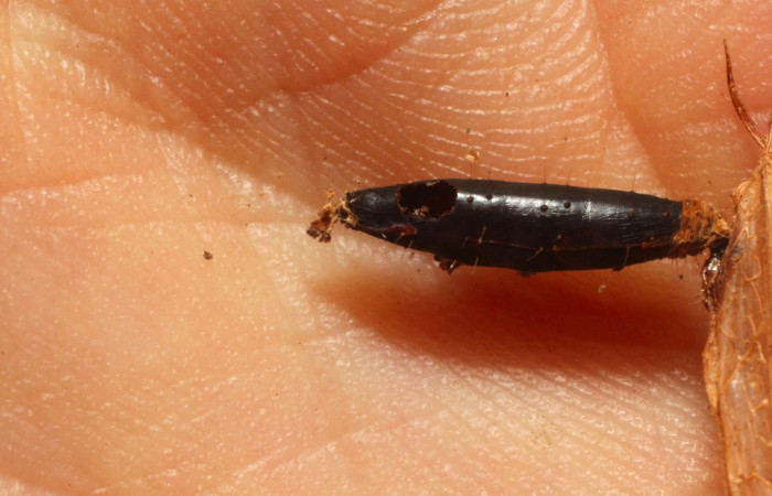 Fig.13. Capullo de <i>Aleiodes</i></i> Janzen38 de la familia (Braconidae), parásito de larva de <i>Anticarsia gemmatalis</i></i>. Voucher : 11-SRNP-55519-DHJ804009.jpg.