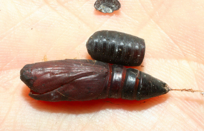 Fig.14. Pupario de <i>Blepharipa albicauda</i></i> de la familia (Tachinidae), parásito de larva de <i>Anticarsia gemmatalis</i></i>. Voucher : 08-SRNP-4547-DHJ453251.jpg