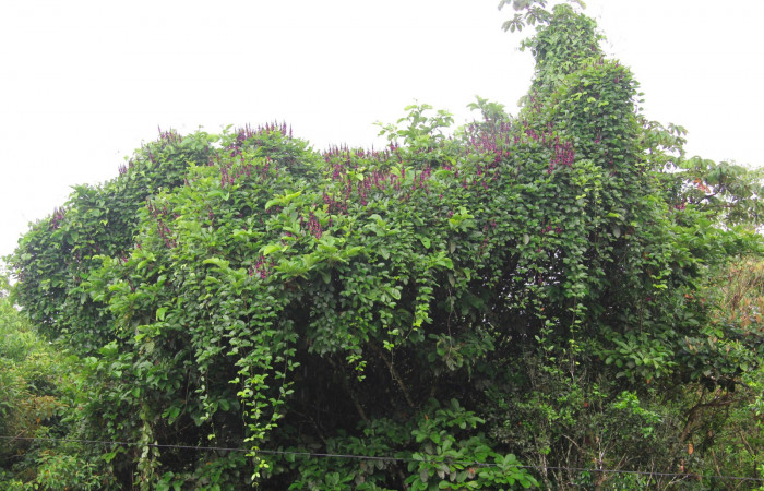 Fig.15. Planta hospedera de larva <i>Anticarsia gemmatalis</i></i>, <i>Dioclea wilsonii</i></i> (Fabaceae) 