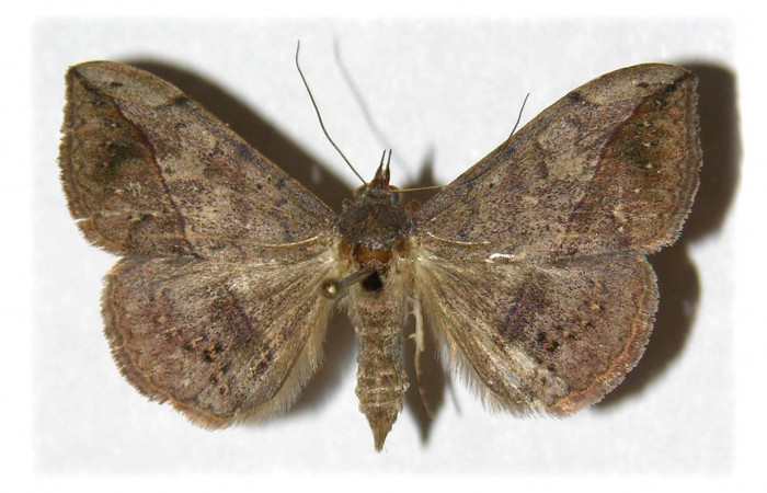 Fig.2. Macho de <i>Anticarsia gemmatalis</i></i>re en posición dorsal. Voucher : 03-SRNP-17806-DHJ314574.jpg.