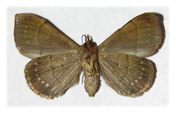 Fig.3. Hembra de <i>Anticarsia gemmatalis</i></i> en posición ventral. Voucher : 02-SRNP-1742-DHJ314567.
