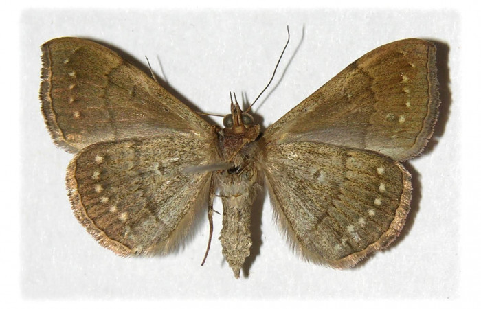 Fig.4. Macho de <i>Anticarsia gemmatalis</i></i> en posición ventral. Voucher : 03-SRNP-17806-DHJ314575.jpg.