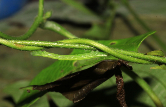 Fig.5. Larva de <i>Anticarsia gemmatalis</i></i> en posición lateral. Voucher : 15-SRNP-30393-DHJ721749.jpg.