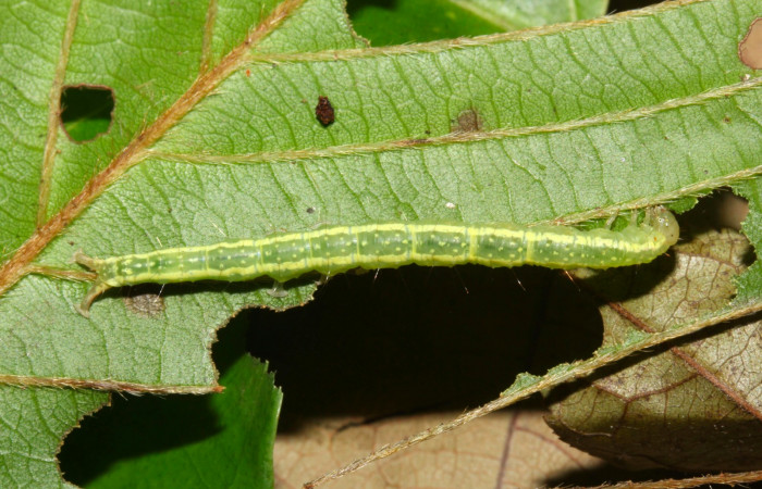 Fig.7. Larva de <i>Anticarsia gemmatalis</i></i> en posición dorsal. Voucher : 17-SRNP-31375-DHJ736993.jpg