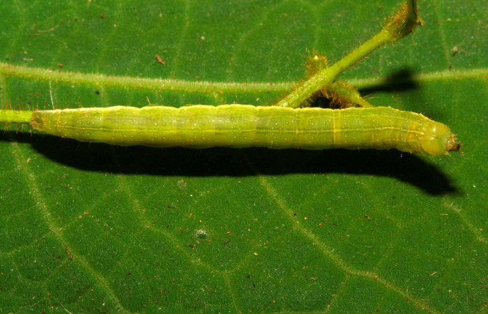 Fig.9. Larva de <i>Anticarsia gemmatalis</i></i> en posición dorsal. Voucher : 12-SRNP-30409-DHJ485238.jpg