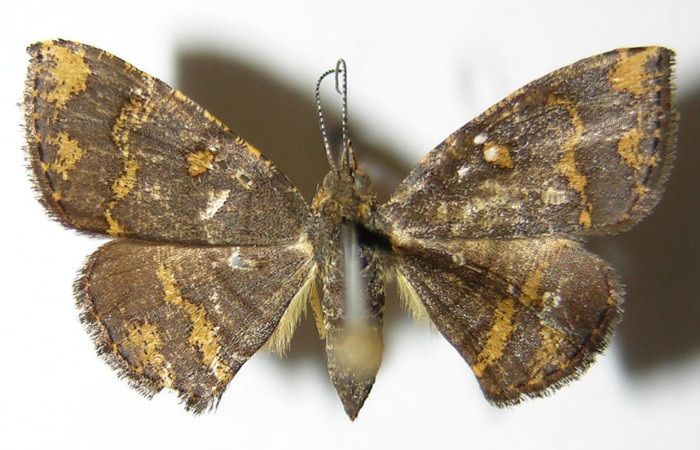 Figura 7. Adulto de <i>Cyclomia disparilis</i></i> (Geometridae), hembra vista dorsal, localidad Rio Blanco Abajo Sector San Cristóbal ACG (500m). Voucher: 00-SRNP-11837-DHJ325094.jpg.