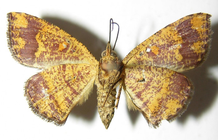 Figura 8. Adulto de <i>Cyclomia disparilis</i></i> (Geometridae), hembra vista ventral, localidad Rio Blanco Abajo Sector San Cristóbal ACG (500m). Voucher: 00-SRNP-11837-DHJ325095.jpg.