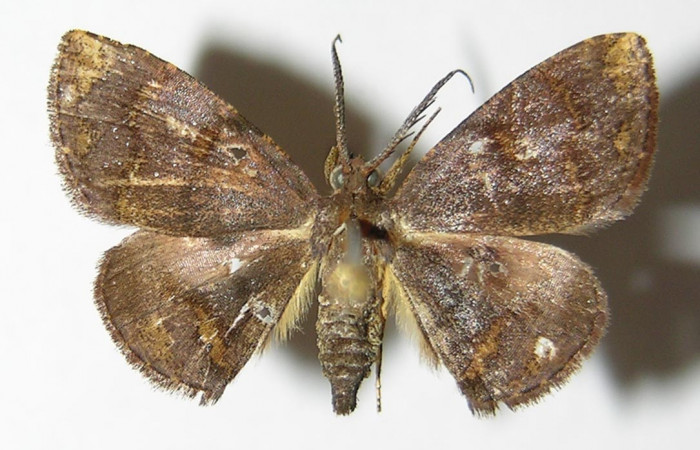 Figura 9. Adulto de <i>Cyclomia disparilis</i></i> (Geometridae), macho vista dorsal, localidad Camino Rio Francia Sector Rincón Rain Forest ACG (410m). Voucher: 00-SRNP-21217-DHJ325052.jpg.