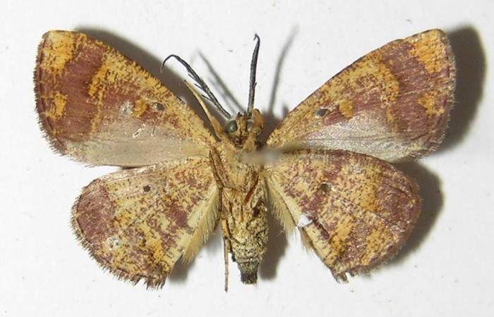 Figura 10. Adulto de <i>Cyclomia disparilis</i></i> (Geometridae), macho vista ventral, localidad Camino Rio Francia Sector Rincón Rain Forest ACG (410m). Voucher: 00-SRNP-21217-DHJ325053.jpg.