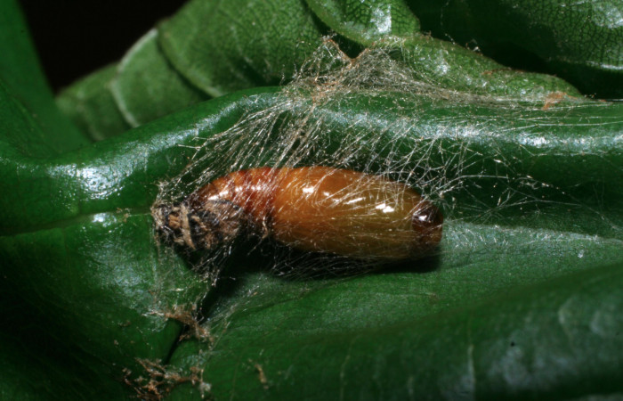 Figura 6. Pupa de <i>Cyclomia disparilis</i></i> (Geometridae), vista dorsal, localidad Leonel Estación Quica Sector Pitilla ACG (510m). Voucher: 08-SRNP-70585-DHJ443346.jpg.