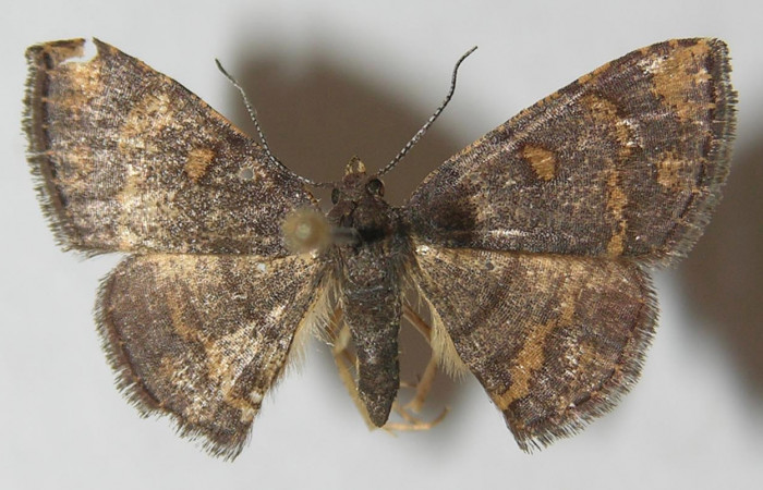 Figura 1. Adulto de <i>Cyclomia disparilis</i></i> (Geometridae), vista dorsal, localidad Flecha Sector Rincón Rain Forest ACG (491m). Voucher: 11-SRNP-80547-DHJ541310.jpg.