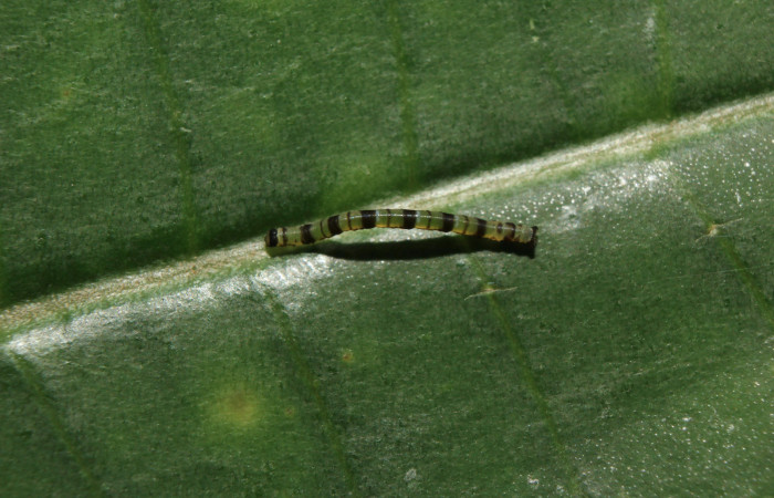 Figura 2. Larva <i>Cyclomia disparilis</i></i> (Geometridae), tercer estadío (PPU), vista dorsal, localidad Medrano Estación Quica Sector Pitilla ACG (380m). Voucher: 14-SRNP-71279-DHJ723406.jpg.
