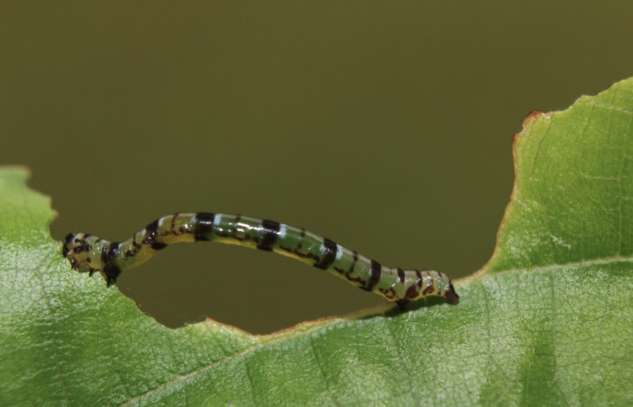 Figura 3. Larva <i>Cyclomia disparilis</i></i> (Geometridae), penúltimo estadío (PU) vista dorsal, localidad Medrano Estación Quica Sector Pitilla ACG (380m). Voucher: 14-SRNP-71279-DHJ723409.jpg.