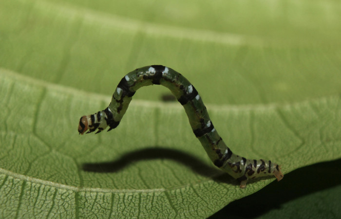 Figura 4. Larva <i>Cyclomia disparilis</i></i> (Geometridae), último estadío (U) vista lateral, localidad Medrano Estación Quica Sector Pitilla ACG (380m). Voucher: 14-SRNP-71279-DHJ723507.jpg.