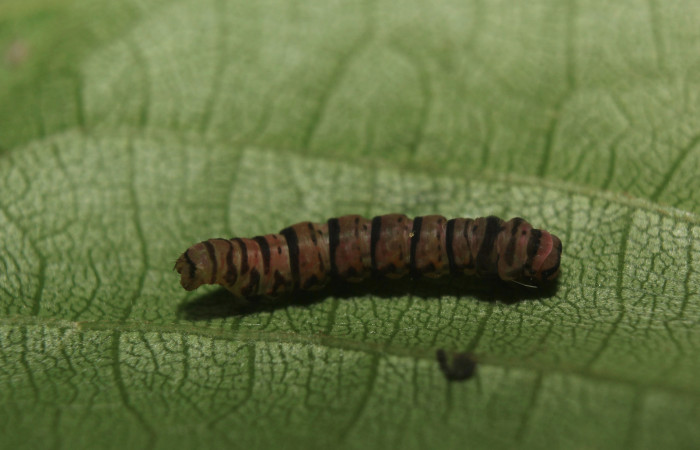 Figura 5. Larva <i>Cyclomia disparilis</i></i> (Geometridae), en estado de prepupa, vista dorsal, localidad Medrano Estación Quica Sector Pitilla ACG (380m). Voucher: 14-SRNP-71279-DHJ723517.jpg.