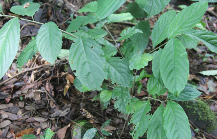 Figura 11. Planta hospedera de <i>Cyclomia disparilis</i></i> (Geometridae), esta planta se llama <i>Colubrina spinosa</i></i> (Rhamnaceae), localidad Bullas Estación Quica Sector Pitilla ACG (440m).