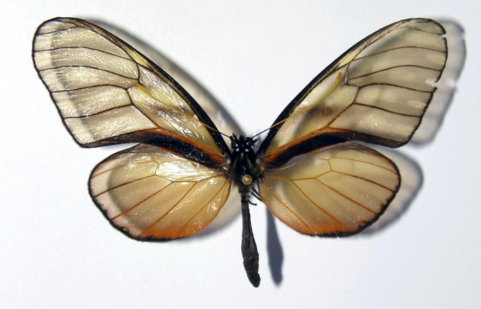 Figura 9. Adulto de <i>Dircenna klugii</i></i> (Nymphalidae), macho vista dorsal, localidad Sendero Nayo Sector Cacao ACG (1090m). Voucher: 02-SRNP-23373-DHJ98832.jpg.