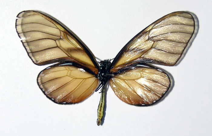 Figura 10. Adulto de <i>Dircenna klugii</i></i> (Nymphalidae), macho vista ventral, localidad Sendero Nayo Sector Cacao ACG (1090m). Voucher: 02-SRNP-23373-DHJ98833.jpg.