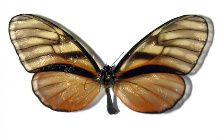Figura 11. Adulto de <i>Dircenna klugii</i></i> (Nymphalidae), hembra vista dorsal, localidad Estación Cacao Sector Cacao ACG (1150m). Voucher: 03-SRNP-22973-DHJ98834.jpg.