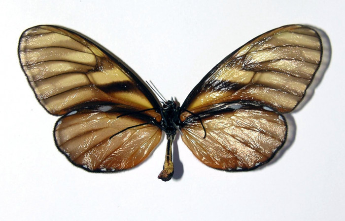 Figura 12. Adulto de <i>Dircenna klugii</i></i> (Nymphalidae), hembra vista ventral, localidad Estación Cacao Sector Cacao ACG (1150m). Voucher: 03-SRNP-22973-DHJ98835.jpg.