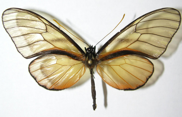 Figura 1. Adulto de <i>Dircenna klugii</i></i> (Nymphalidae), vista dorsal, localidad Sendero Nayo Sector Cacao ACG (1090m). Voucher: 07-SRNP-35260-DHJ373704.jpg.