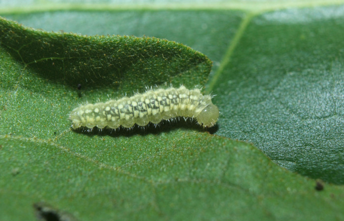 Figura 2. Larva <i>Dircenna klugii</i></i> (Nymphalidae), tercer estadío (PPU) vista dorsal, localidad Medrano Estación Quica Sector Pitilla ACG (380m). Voucher: 14-SRNP-71857-DHJ726140.jpg.