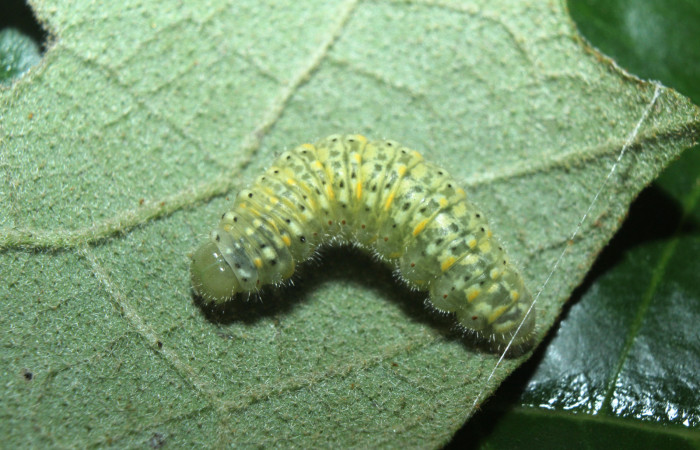 Figura 3. Larva <i>Dircenna klugii</i></i> (Nymphalidae), penúltimo estadío (PU) vista dorsal, localidad Medrano Estación Quica Sector Pitilla ACG (380m). Voucher: 14-SRNP-71857-DHJ726176.jpg.