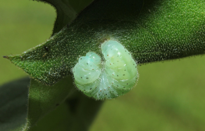 Figura 5. Larva <i>Dircenna klugii</i></i> (Nymphalidae), en estado de prepupa vista dorsal, localidad Medrano Estación Quica Sector Pitilla ACG (380m). Voucher: 14-SRNP-71857-DHJ726187.jpg.