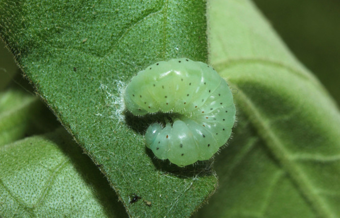 Figura 6. Larva <i>Dircenna klugii</i></i> (Nymphalidae), en estado de prepupa vista dorsal, localidad Medrano Estación Quica Sector Pitilla ACG (380m). Voucher: 14-SRNP-71857-DHJ726190.jpg.
