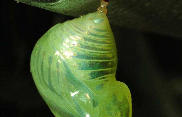 Figura 7. Pupa de <i>Dircenna klugii</i></i> (Nymphalidae), vista lateral, localidad Estación Cacao Sector Cacao ACG (1150m). Voucher: 95-SRNP-455-DHJ21853.jpg.