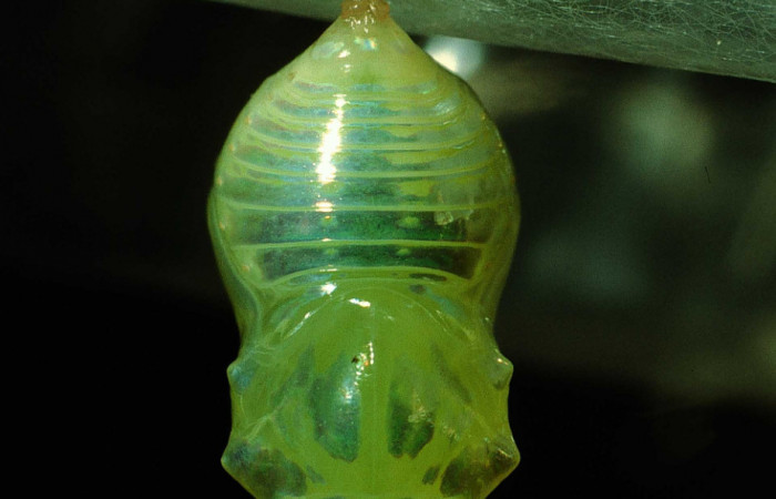 Figura 8. Pupa de <i>Dircenna klugii</i></i> (Nymphalidae), vista ventral, localidad Estación Cacao Sector Cacao ACG (1150m). Voucher: 95-SRNP-455-DHJ21854.jpg.