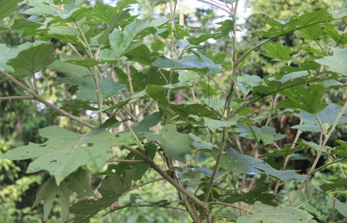 Figura 13. Planta hospedera de <i>Dircenna klugii</i></i> (Nymphalidae), esta planta se llama <i>Solanum hayesii</i></i> (Solanaceae), localidad Medrano Estación Quica Sector Pitilla ACG (380m).