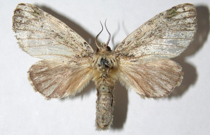 Figura 1. Adulto de <i>Farigia montana</i></i> (Notodontidae), hembra vista dorsal, localidad Margarita Sector Del Oro ACG (380m). Voucher: 05-SRNP-23713-DHJ330692.jpg.