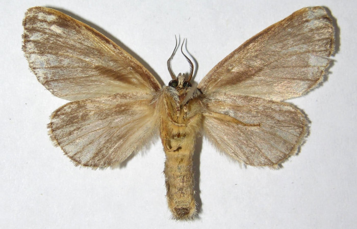 Figura 8. Adulto de <i>Farigia montana</i></i> (Notodontidae), hembra, vista ventral, localidad Margarita Sector Del Oro ACG (380m). Voucher: 05-SRNP-23713-DHJ330693.jpg.