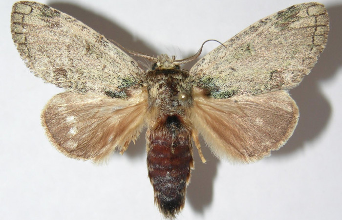 Figura 7. Adulto de <i>Farigia montana</i></i> (Notodontidae), vista dorsal, localidad Sendero Orosilito Sector Pitilla ACG (900m). Voucher: 09-SRNP-31639-DHJ512274.jpg.