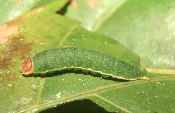 Figura 2. Larva <i>Farigia montana</i></i> (Notodontidae) tercer estadío (PPU) vista lateral, localidad Cano Estación Quica Sector Pitilla ACG (490m). Voucher:13-SRNP-71844-DHJ703478.jpg.