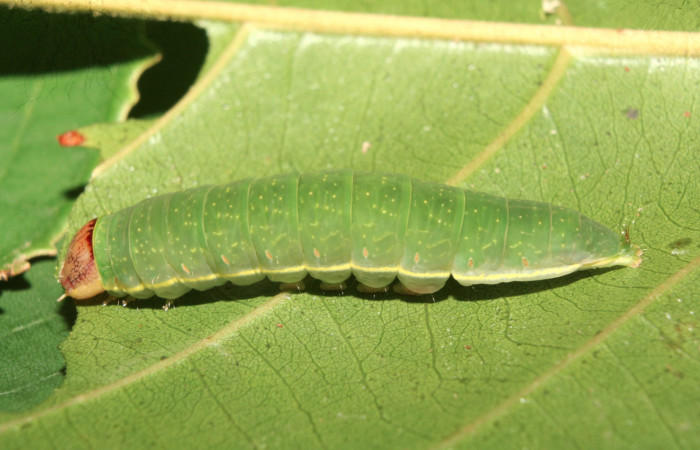 Figura 3. Larva <i>Farigia montana</i></i> (Notodontidae), penúltimo estadío (PU) vista lateral, localidad Cano Estación Quica Sector Pitilla ACG (490m). Voucher:13-SRNP-71844-DHJ703483.jpg.