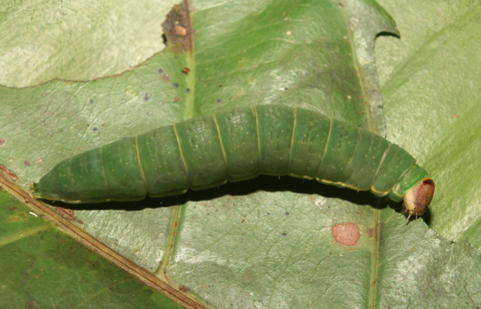 Figura 4. Larva <i>Farigia montana</i></i> (Notodontidae), último estadío (U) vista dorsal, localidad Cano Estación Quica Sector Pitilla ACG (490m). Voucher:13-SRNP-71844-DHJ703494.jpg.