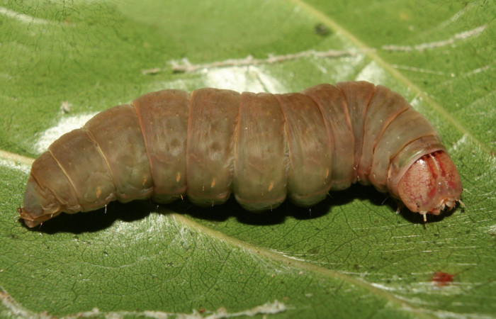 Figura 5. Larva <i>Farigia montana</i></i> (Notodontidae), en estado de prepupa vista dorsal, localidad Cano Estación Quica Sector Pitilla ACG (490m),. Voucher:13-SRNP-71844-DHJ703499.jpg.